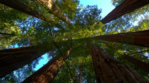 Tree Spin 1080 Stock Footage 27835191