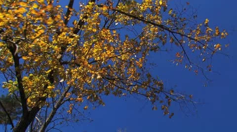 Tree spin Stock Footage 8960585