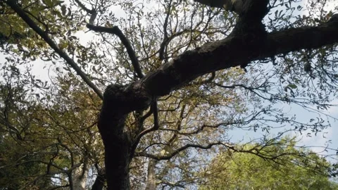 Tree Spin Vídeos de archivo 271544551
