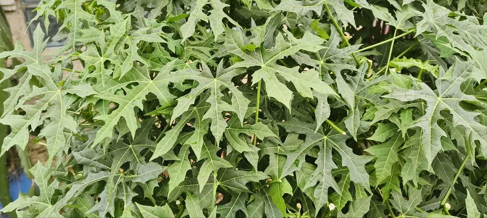 Tree spinach Stock Photos