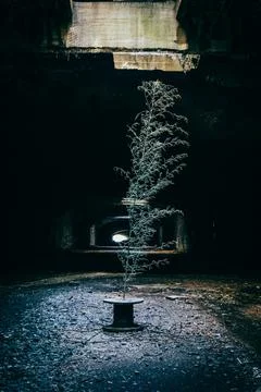 Tree in Spindle In Tunnel Stockfoto's