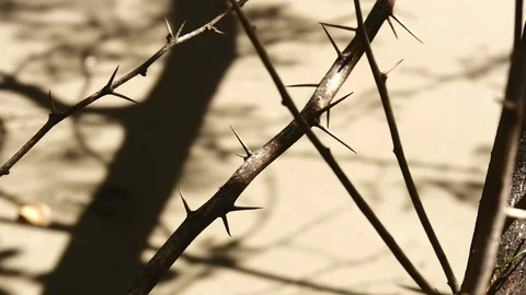 Tree with spines Stock Footage 126879511