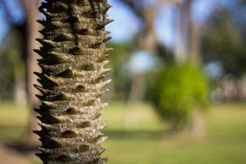 Tree with spines Stock Photos