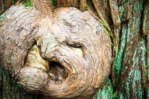 Tree Spirit in the forest Stock Photos