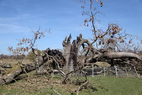 Tree Split by Lightning Strike in Natural Landscape Foto stock