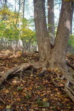 Tree with split trunk and long gnarled roots in Autumn forest Stock Photos