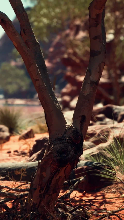Tree with split trunk near river in red rock landscape Vídeo Stock 347168225