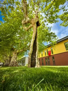 A tree with a split trunk Stock Photos