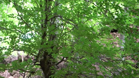 Tree Splitting Rock with Its Roots – Panoramic View Video stock 311668147