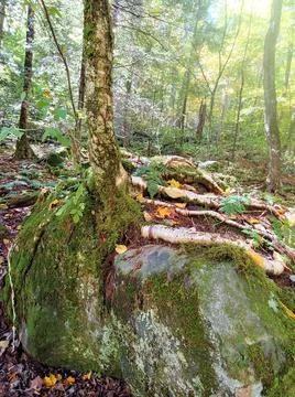 Tree splitting rock 스톡 사진