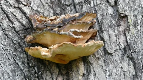 Tree sponge, fungus on a tree trunk with grey tree bark, Germany, Europe Stock Footage 138685158
