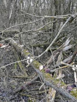 Tree-Sponges Stock Photos