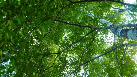 Tree with sprawling branches and lush leaves spinning overhead Vídeos de archivo 114541127