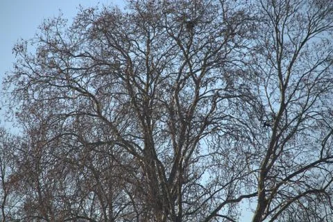 Tree with Sprawling Branches Stock Photos