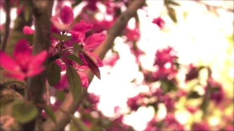 Tree In Spring 1 Stock Footage 237805727