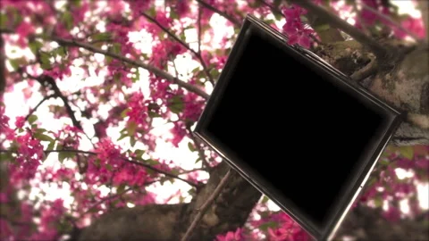 Tree In Spring 10 Stock Footage 237805668