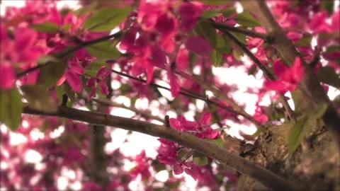 Tree In Spring 11 Stock Footage 237805657