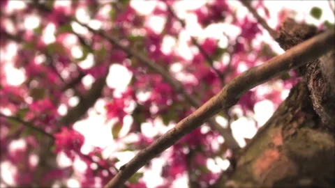 Tree In Spring 2 Stock Footage 237805734
