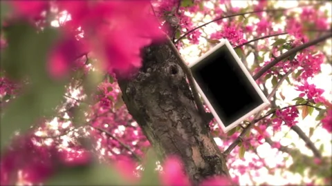 Tree In Spring 3 Stock Footage 237805749