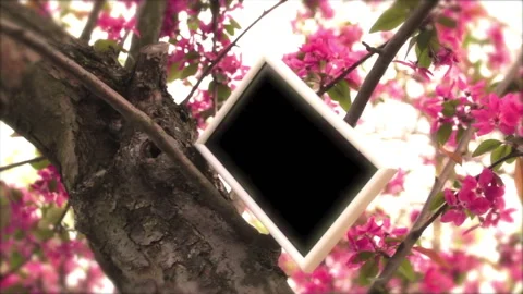 Tree In Spring 4 Stock Footage 237805457