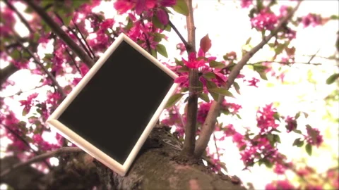 Tree In Spring 6 Stock Footage 237805538