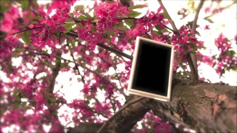 Tree In Spring 7 Stock Footage 237805556