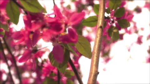 Tree In Spring 8 Stock Footage 237805648