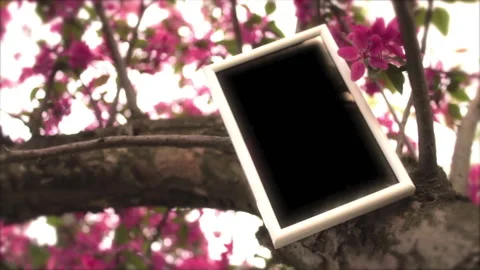 Tree In Spring 9 Stock Footage 237805656