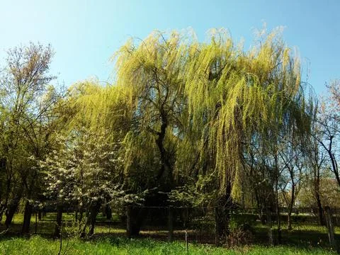 Tree in the spring in Baia Mare Fotos Stock