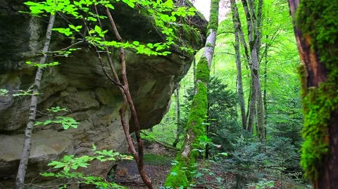 Tree in spring with big rock with moss. Giant Moss Covered Boulder in the Forest 库存影片 55875959