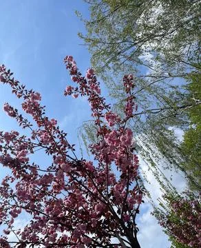 Tree, spring, blossom, flower, sky, nature, cherry, bloom, pink, branch, flowers Stock Photos