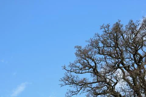 Tree in spring with blue sky background with copy space Stock Photos