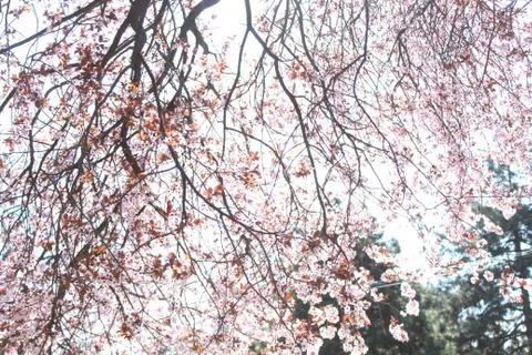 Tree in spring colors in the park Stock Photos