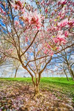 Tree in spring covered in large pink and white flowers 스톡 사진