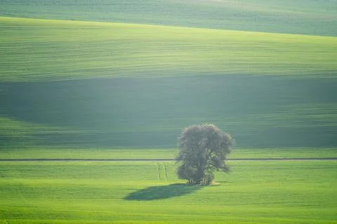 Tree in spring fields in South Moravia Foto stock