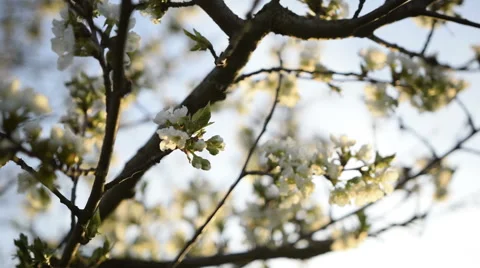 Tree of Spring Flower Stock Footage 49289224