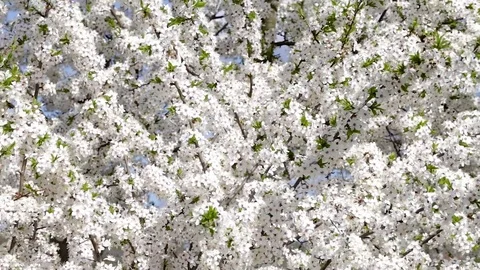 Tree with spring flowers Stock Footage 74722901
