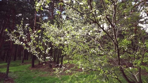 Tree in the spring. Stock Footage 89124458
