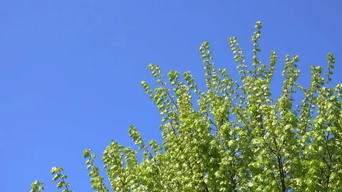 Tree In The Spring Stock Footage 105427533