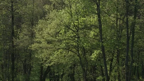 Tree in spring with fresh leaves Stock Footage 262743760