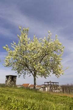 Tree in spring landscape, Czech Republic Stock Photos