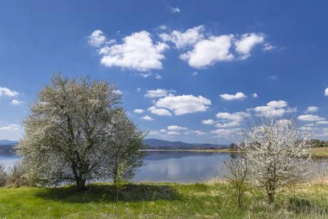 Tree in spring landscape, Dehtar pond, Czech Republic Foto stock