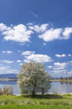 Tree in spring landscape, Dehtar pond, Czech Republic Stock Photos