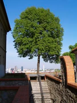 Tree spring lime city view deciduous green Stock Photos