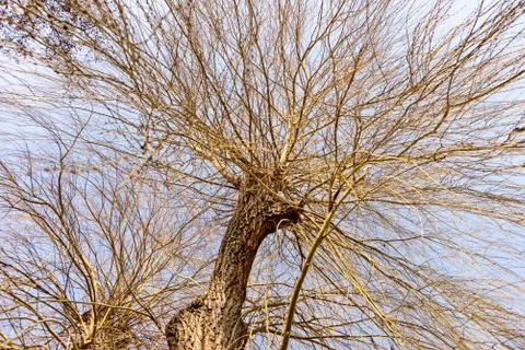 Tree in spring with many branches Stock Photos