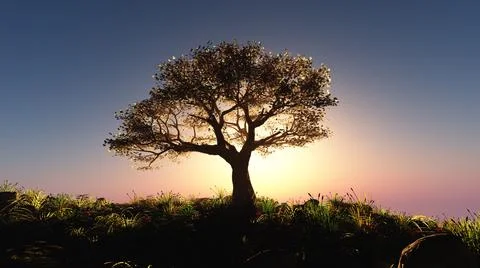 Tree spring in meadow sunset Stock Illustration