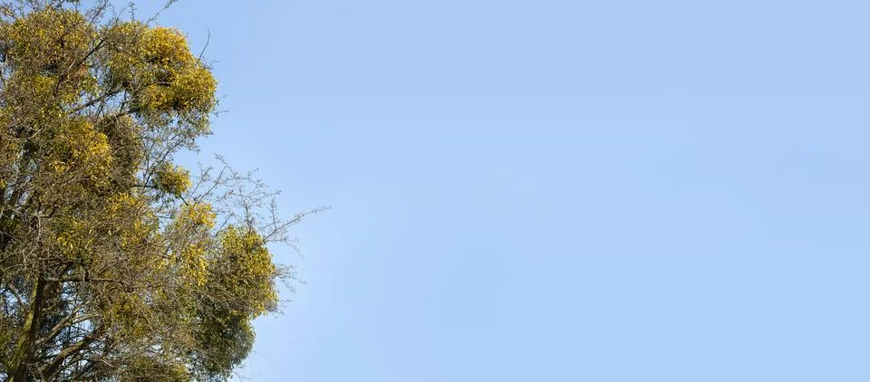 Tree with spring mistletoe - place for text Stock Photos