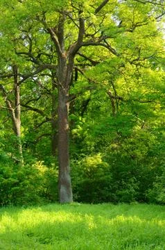 Tree in the spring park Stock Photos