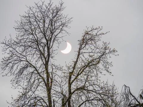 Tree in spring partial eclipse Baden Baden Baden Wurttemberg Germany Europe Stock Photos