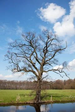Tree in spring Foto stock